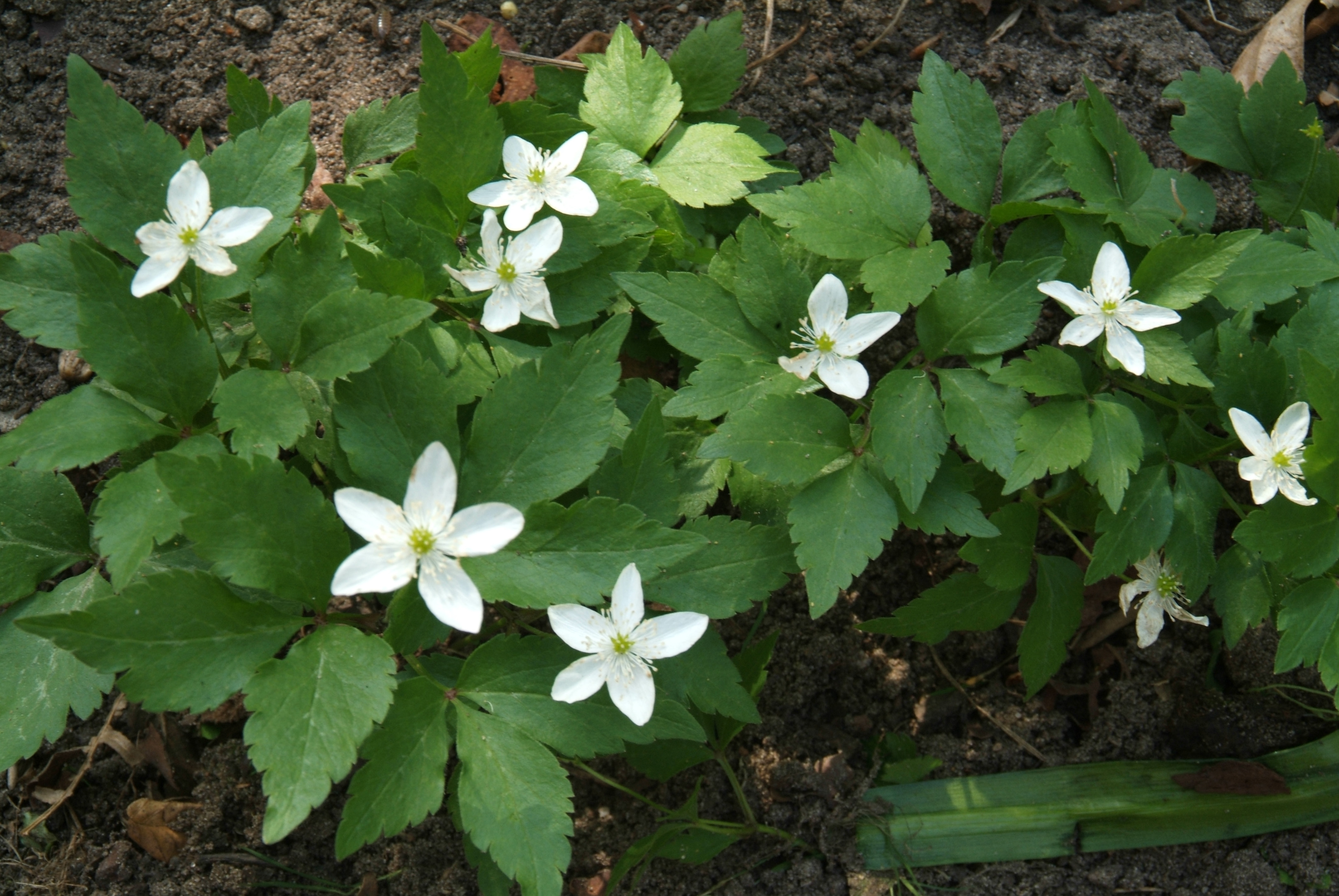 Anemone trifolia bestellen